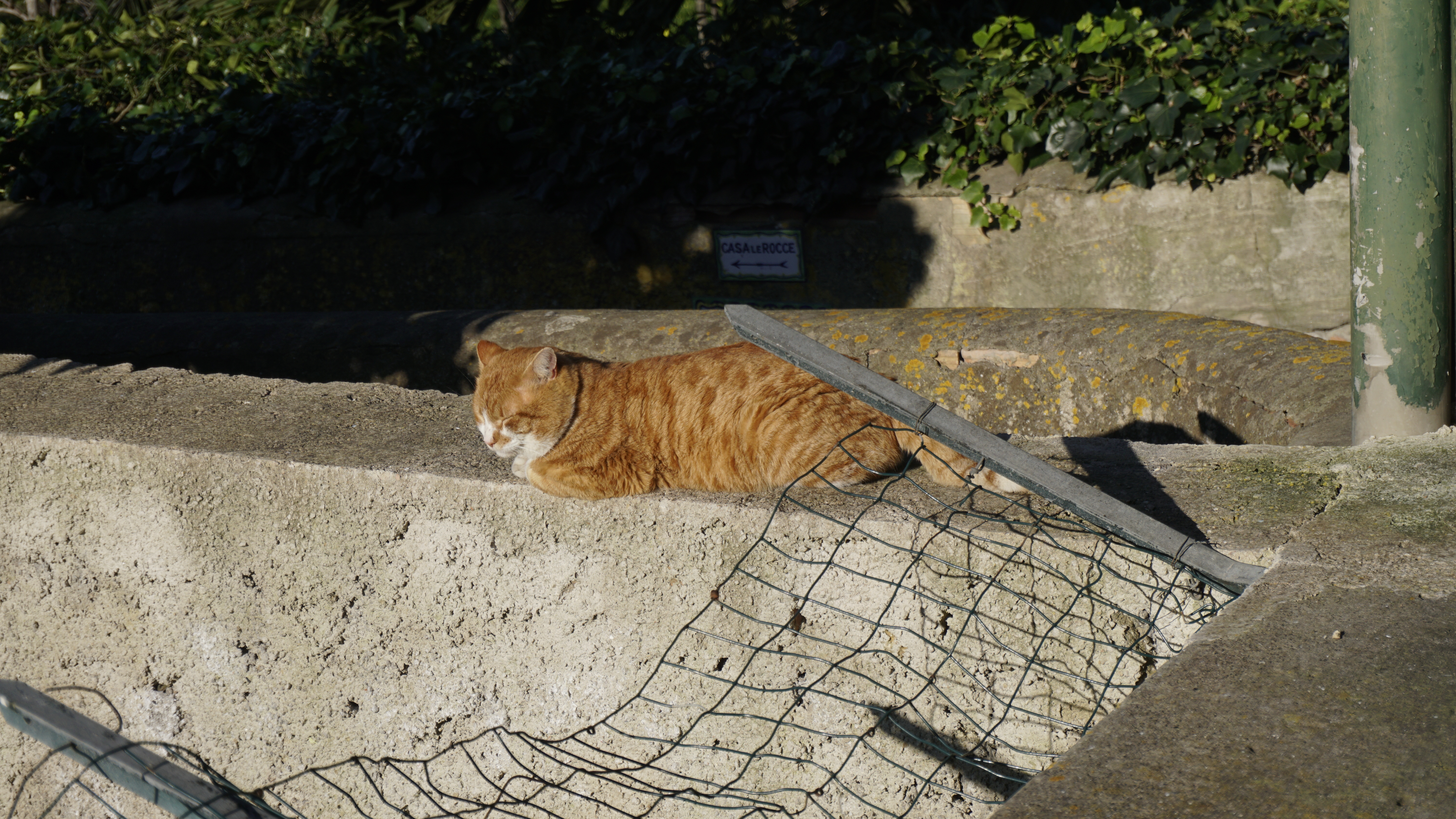 A ginger cat rests on a sunlit stone wall.