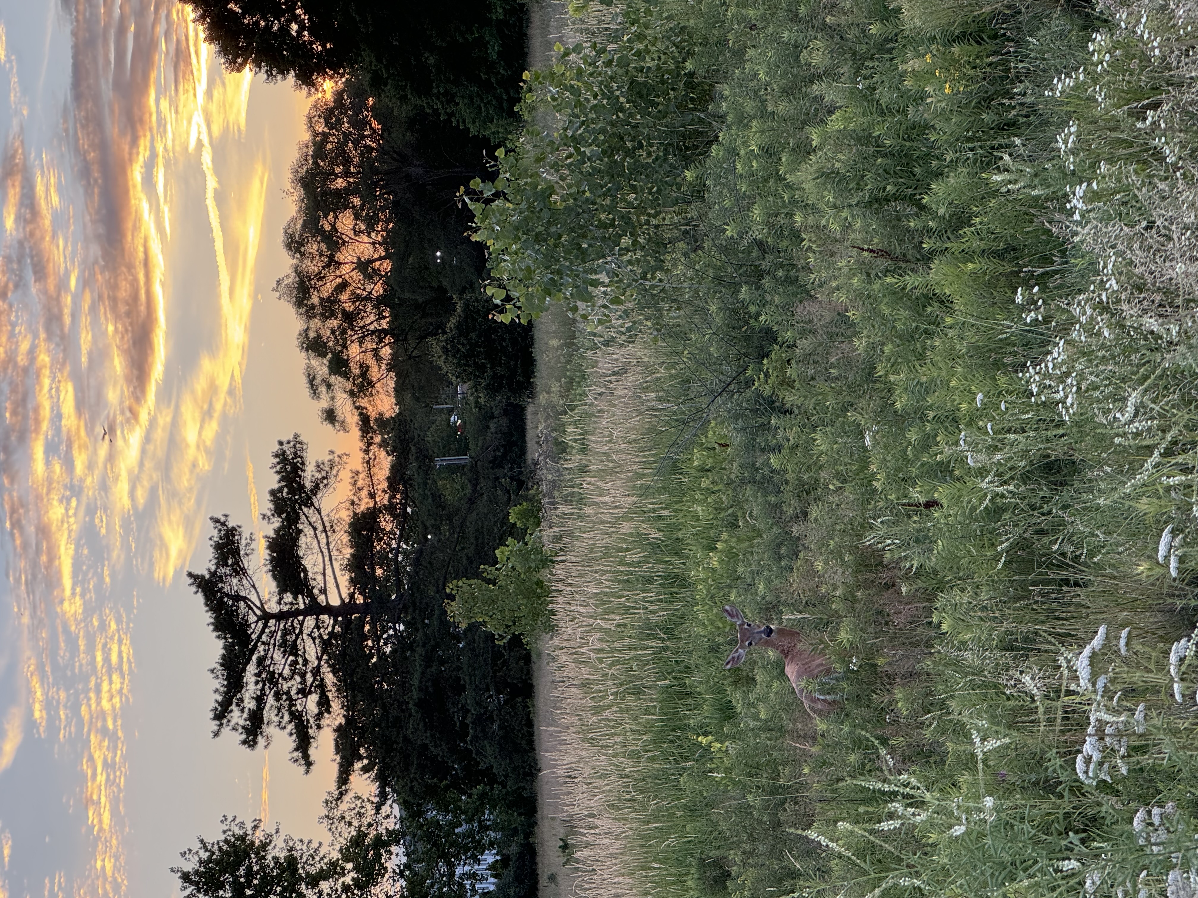 A deer stands in tall meadow grasses beneath a golden sunset.